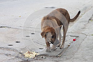 Vagrant Dog in Thailand.