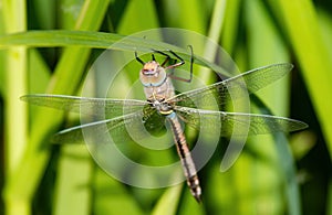 Vagrant Emperor, Hemianax ephippiger. Dragonfly clings to the leaf of the plant