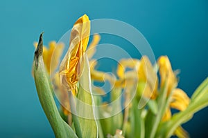 Among a vague bouquet of beautifully fading yellow tulips, the focus is on an elegant bud with flying petals.