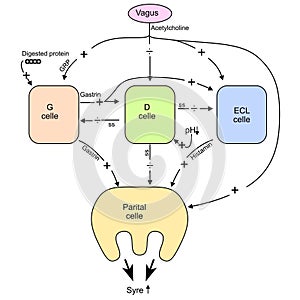 Vagus G D ECL parietal cells Acid Secretion - Gastric Function - The Gastrointestinal System Physiology vector ilustration