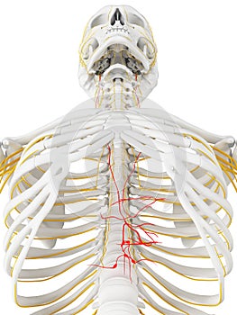 The vagus nerve