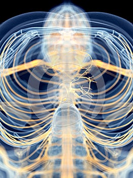 The vagus nerve