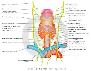 Vagus nerve photo