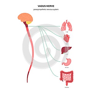 Vagus nerve diagram