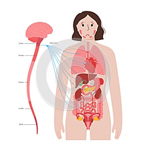 Vagus nerve diagram photo