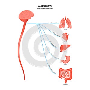 Vagus nerve diagram photo