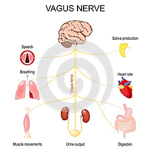 Vagus Nerve. Function of parasympathetic nervous system photo