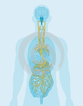 Vagus nerve and human organs, medically Illustration