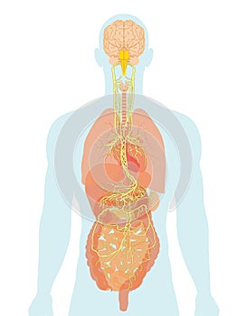 Vagus nerve and human organs, medically Illustration