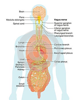 Vagus nerve and human organs, medically Illustration