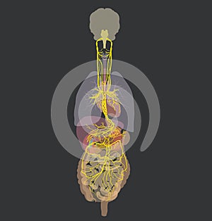 Vagus nerve and human organs, medically Illustration