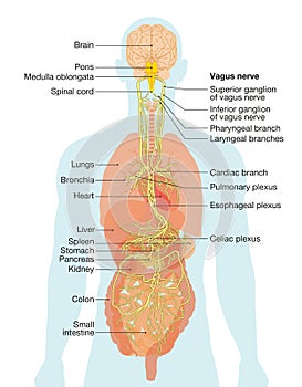 Vagus nerve and human organs, medically Illustration photo