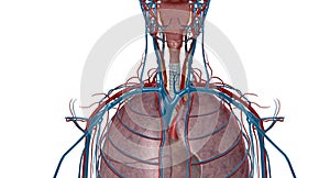 The vagus nerve is an important part of the parasympathetic nervous system, which is responsible for calming the body