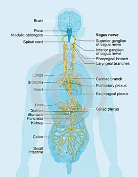 Vagus nerve labeled and human organs, medically Illustration