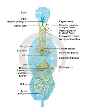 Vagus nerve labeled and human organs, medically Illustration