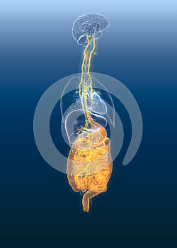 Vagus nerve with painul stomach and digestive system, 3D medically illustration