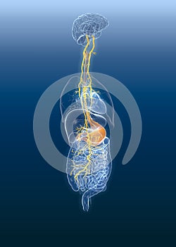 Vagus nerve with painul stomach and digestive system, 3D medically illustration