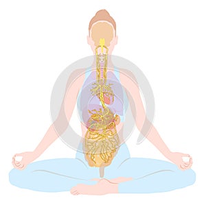 Vagus nerve, parasympathetic, meditation, woman, medically illustration
