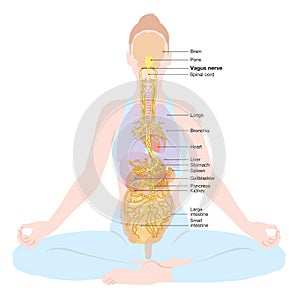 Vagus nerve, parasympathetic, meditation, woman, medically illustration