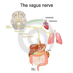 Vagus nerve. parasympathetic nervous system