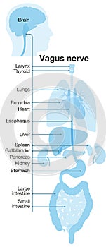 Vagus nerve, part of the parasympathetic nervous system, medically illustration.Labeled 2