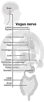 Vagus nerve, part of the parasympathetic nervous system, medically illustration. Labeled 5
