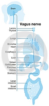 Vagus nerve, part of the parasympathetic nervous system, medically illustration. Labeled 3 photo