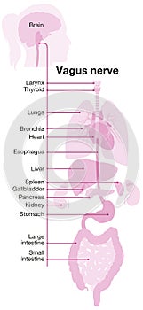 Vagus nerve, part of the parasympathetic nervous system, medically illustration. Labeled 4 photo