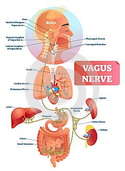 Vagus nerve vector illustration. Labeled anatomical structure and location.