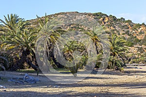 Vai beach with palm trees. Est coast of Crete