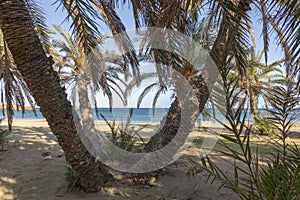 Vai beach with palm trees. Est coast of Crete