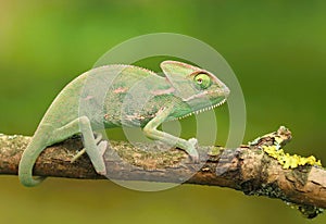 The vailed chameleon Chamaeleo calyptratus