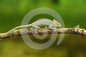 The vailed chameleon Chamaeleo calyptratus