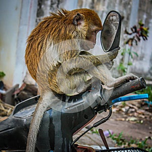 A vain monkey stares at itself in the mirror