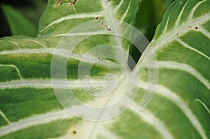 Vain texture of big green leaf