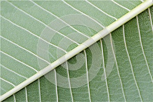 Vains of plant leaf