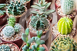 Vaious types of cactus