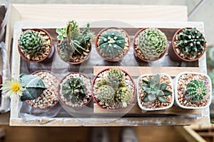 Vaious types of cactus