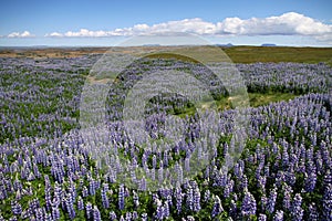 Flowers of iceland