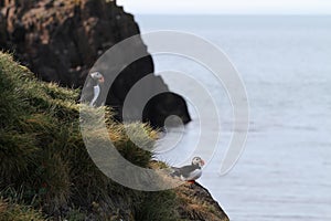 Two puffins at the icelandic coast