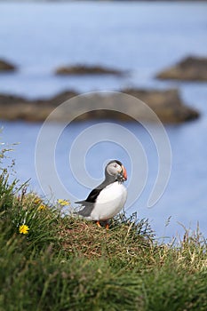 Single puffin caught some fish