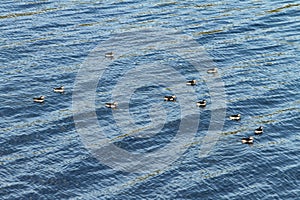 Some puffins in the sea