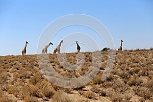 Group of giraffes