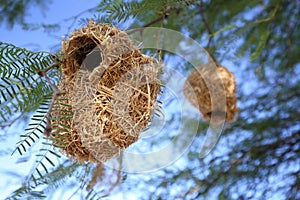 Weaver bird nest