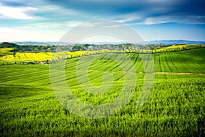 Val d `Arbia, Tuscany, Italy. Hills cultivated with wheat and canola, with its yellow flowers. With background the Crete Senesi.