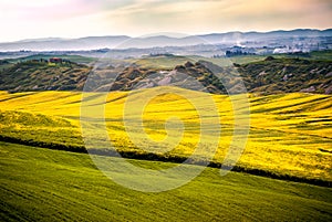 Val d `Arbia, Tuscany, Italy. Hills cultivated with wheat and canola, with its yellow flowers. With background the Crete Senesi.