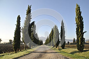 Val d`Enza panoramas with hills, cypresses, fields and vineyards