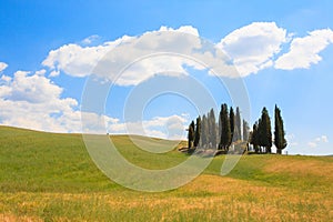 Val d'Orcia cypresses view