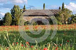 VAL D'ORCIA TUSCANY/ITALY - MAY 19 : Poppy field in Tuscany on M