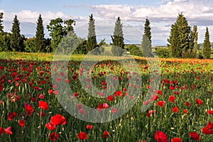 VAL D'ORCIA TUSCANY/ITALY - MAY 19 : Poppy field in Tuscany on M